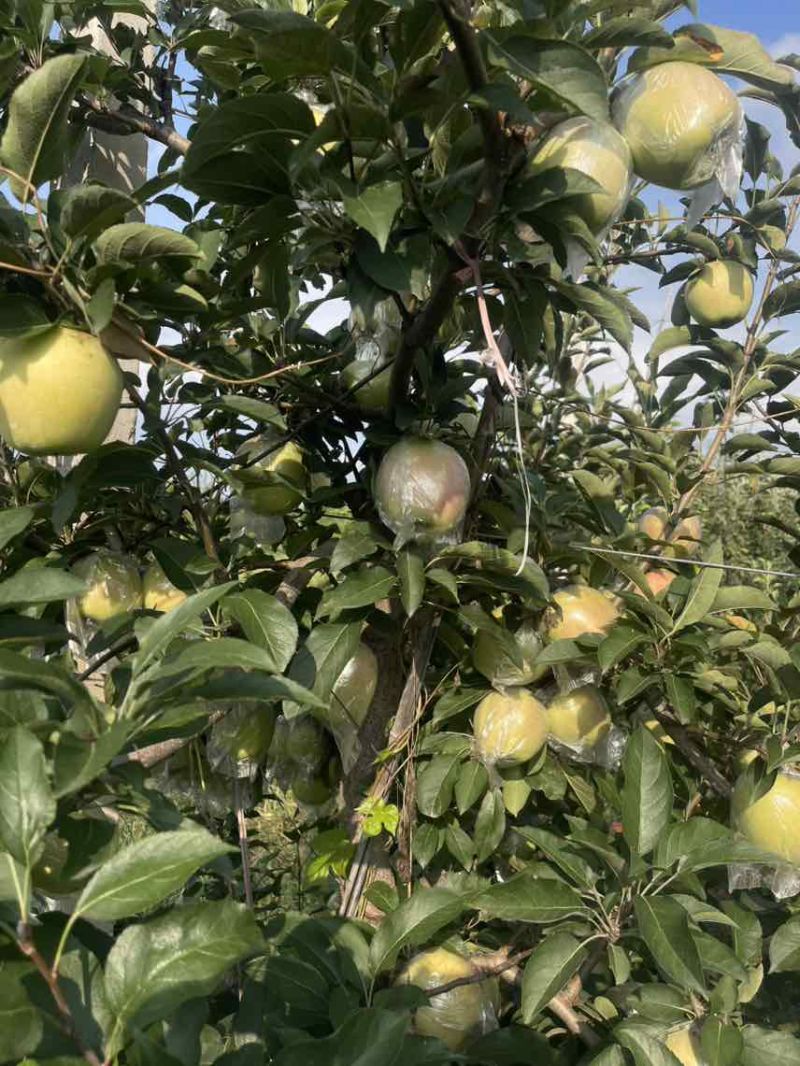 中秋王苹果大量现货，产地大量现货有需要的客户对接