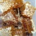 [全国优选好蜜]深山天然野生纯正土蜂蜜一年只取一次批发可谈价