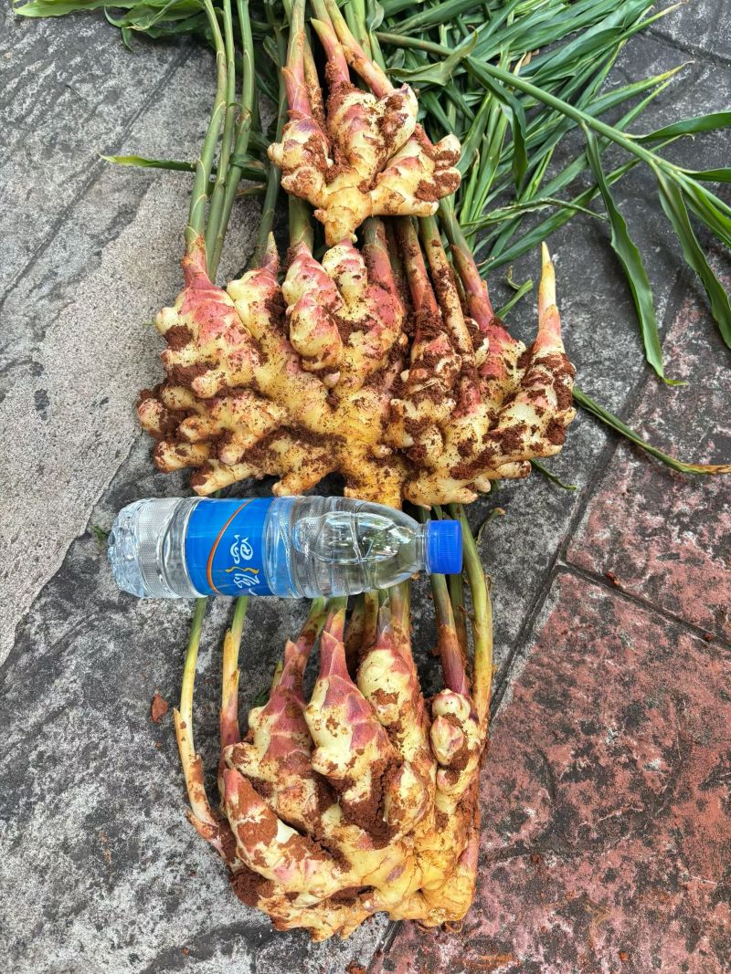 高品质高质量生姜
