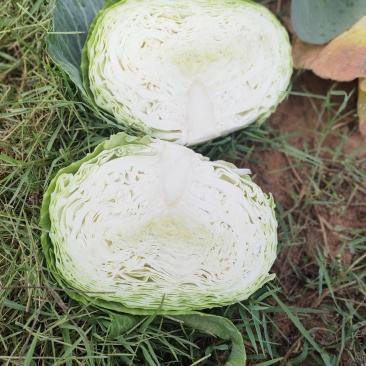 莲花白