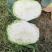 莲花白