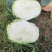 莲花白
