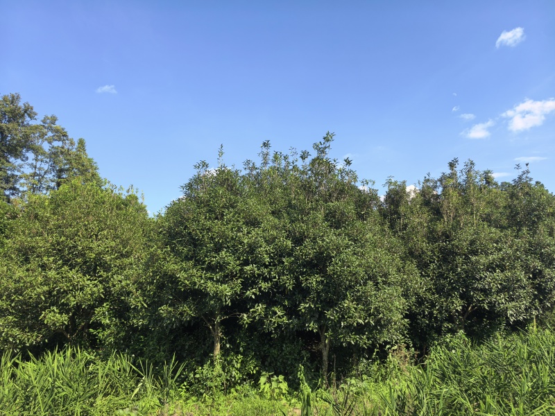 桂花树，丹桂