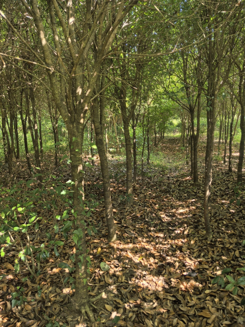 桂花树，丹桂