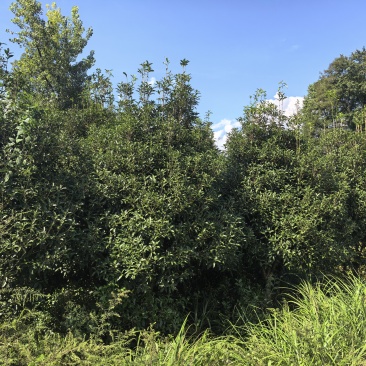 桂花树，丹桂