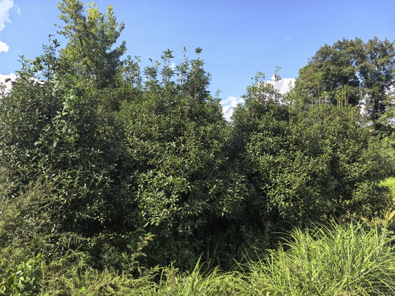 桂花树，丹桂