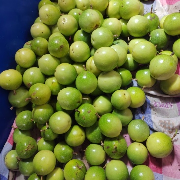 龙脊钦蜜九号百香果