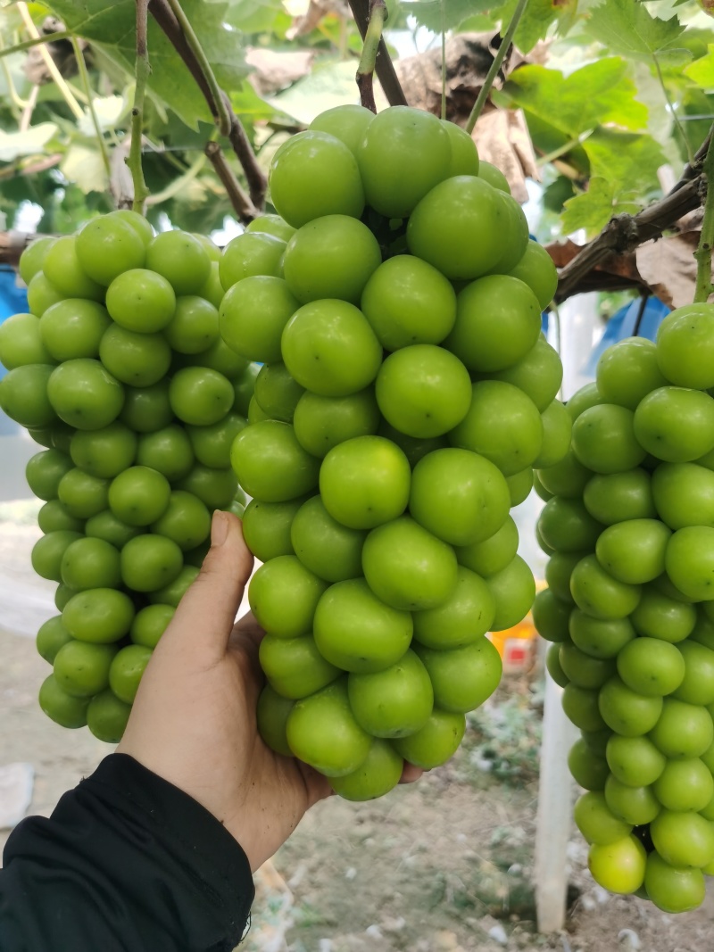 大串大颗粒好葡萄精品阳光玫瑰