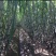 陶山甘蔗