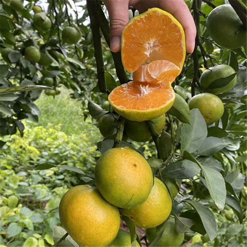湖北蜜桔宜昌蜜橘产地一手货源专业代办代发量大价优