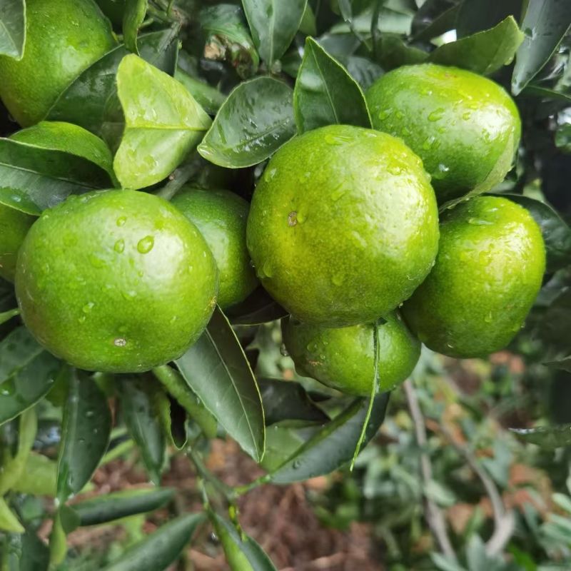 湖北蜜桔宜昌蜜橘产地一手货源专业代办代发量大价优