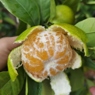 湖北蜜桔宜昌蜜橘产地一手货源专业代办代发量大价优