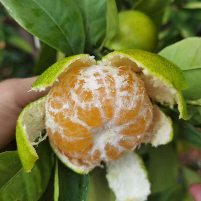 湖北蜜桔宜昌蜜橘产地一手货源专业代办代发量大价优