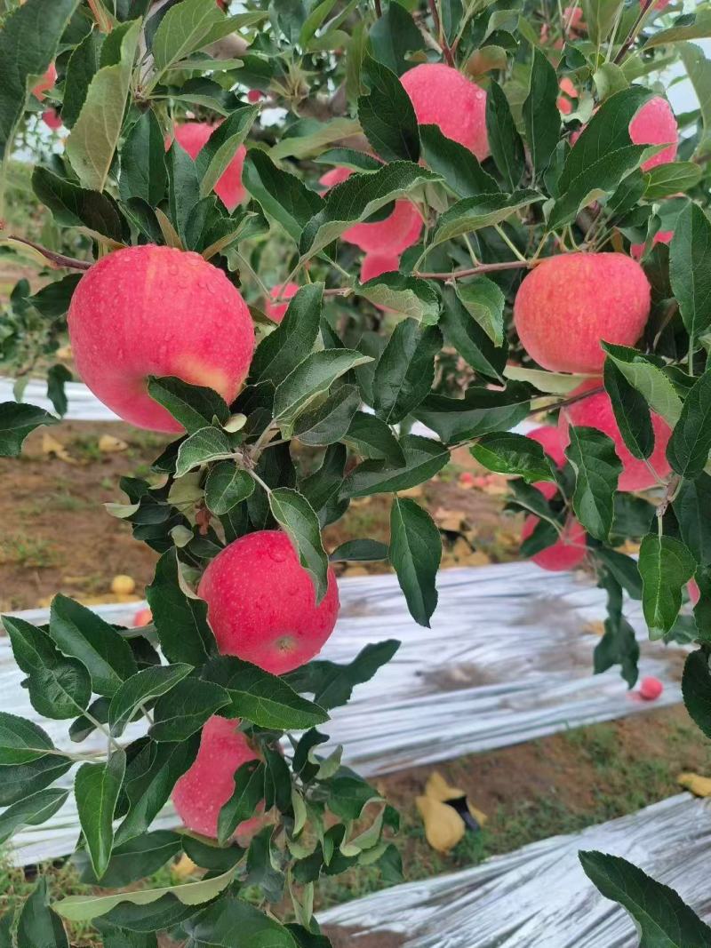 洛川苹果