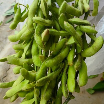 甜脆毛豆