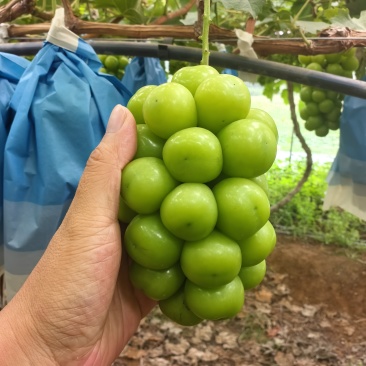 阳光玫瑰葡萄