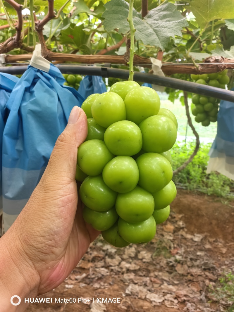 阳光玫瑰葡萄