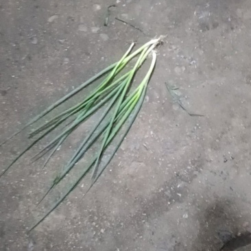 小葱