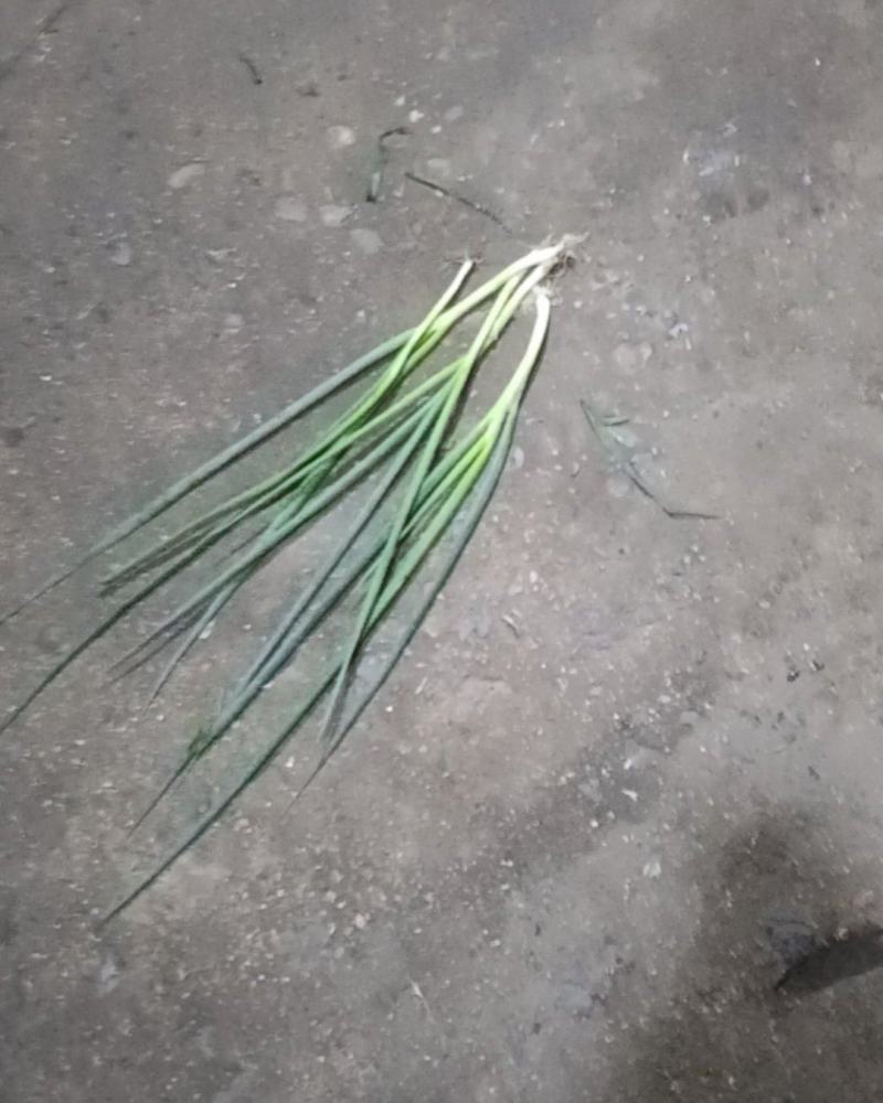 小葱