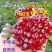 会泽县盐水沟突尼斯软籽石榴