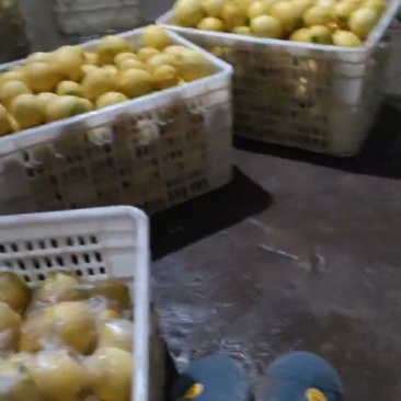 柠檬