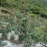 矮化华硕苹果