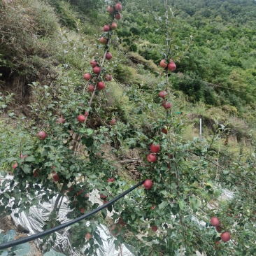 矮化华硕苹果