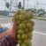 阳光玫瑰