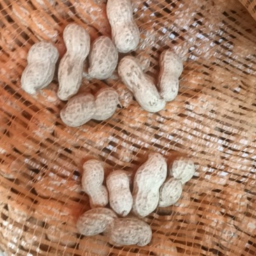 大花生🥜