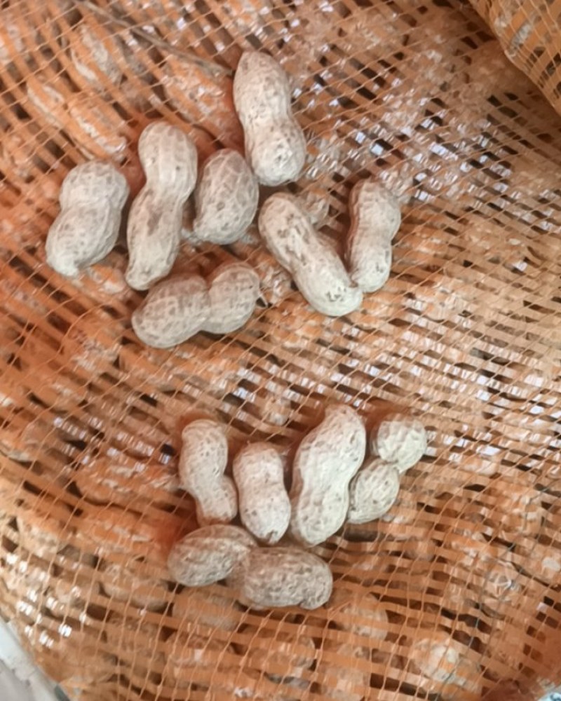 大花生🥜