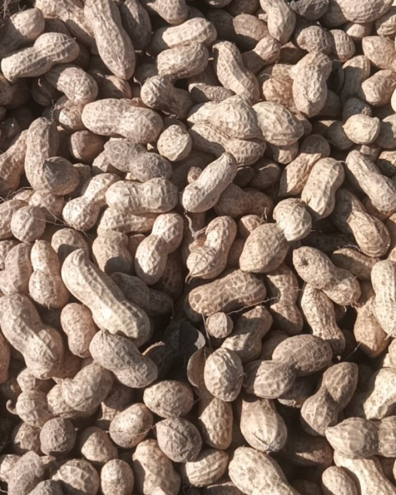 大花生🥜