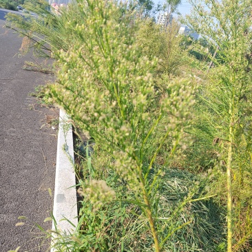 飞蓬草