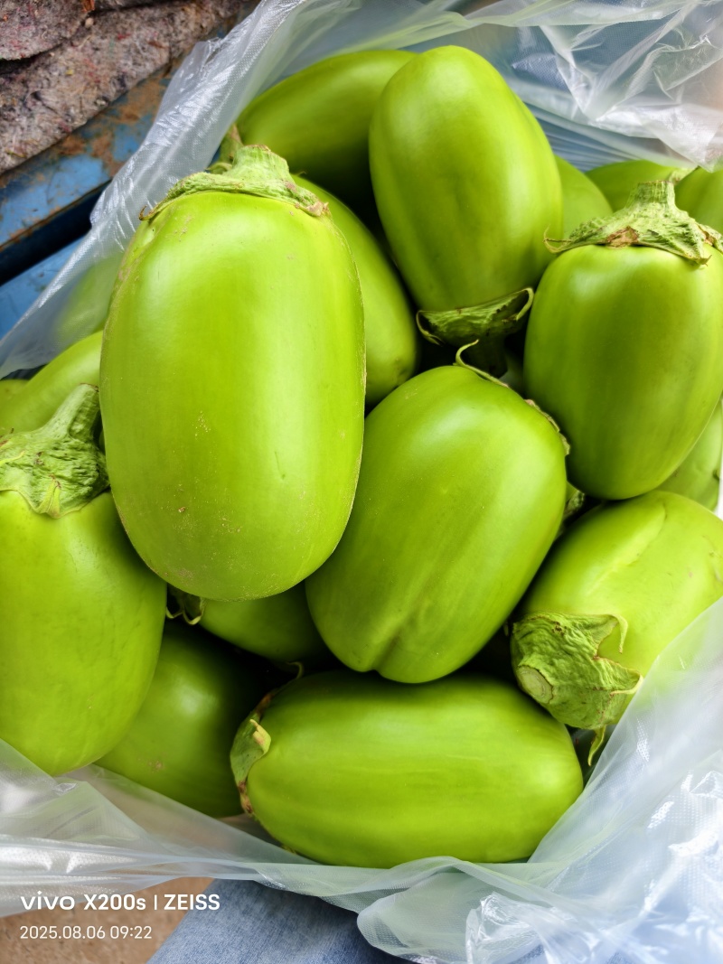河南大棚无籽青茄