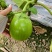 河南大棚无籽青茄