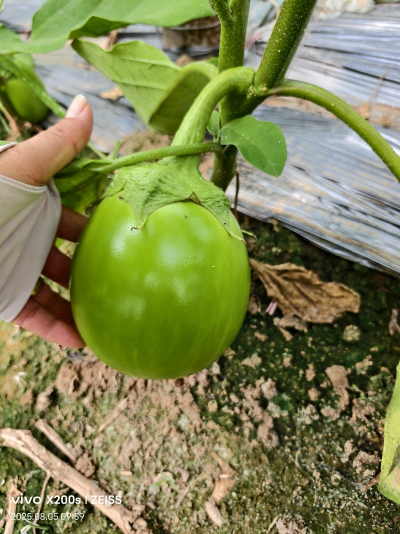 河南大棚无籽青茄