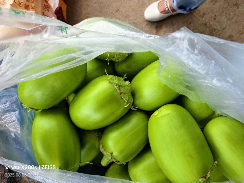河南大棚无籽青茄