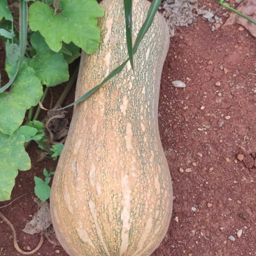 蜜本南瓜