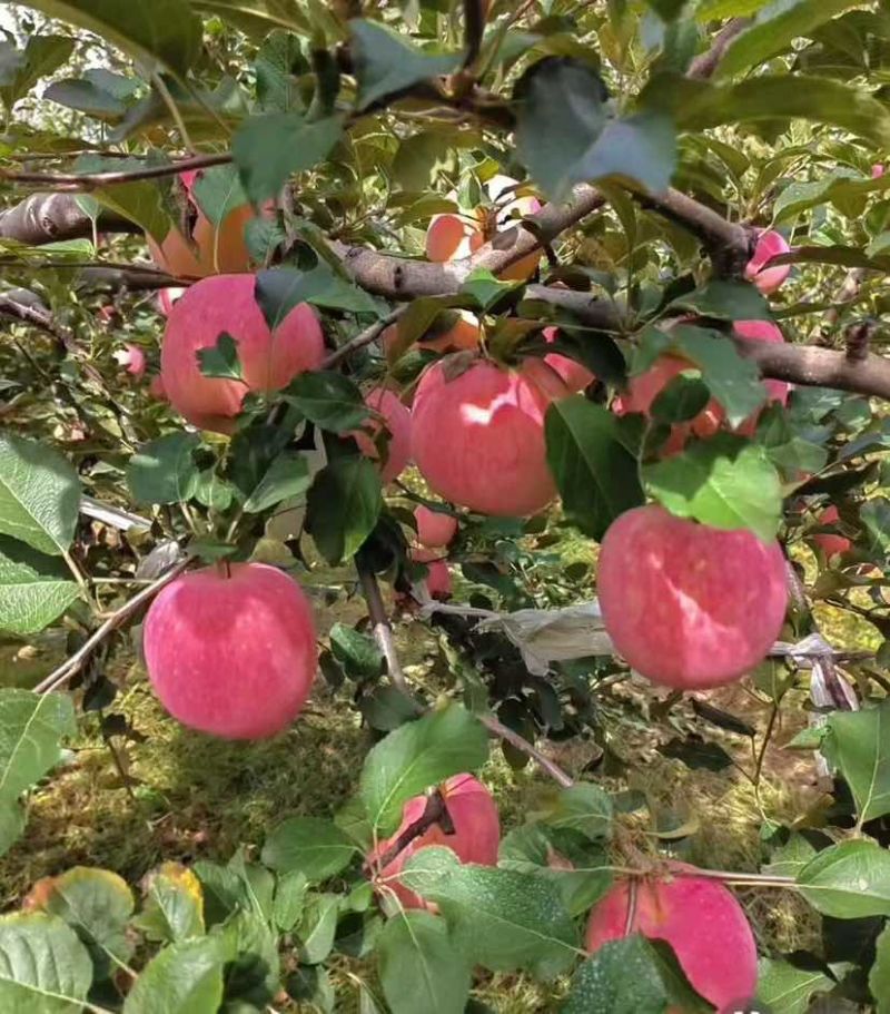 云南昭通早苹果