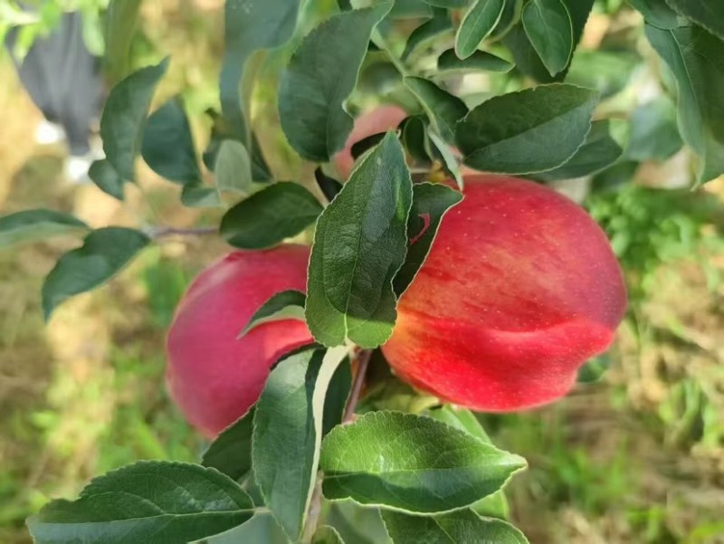 云南昭通早苹果