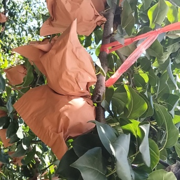 秋月梨