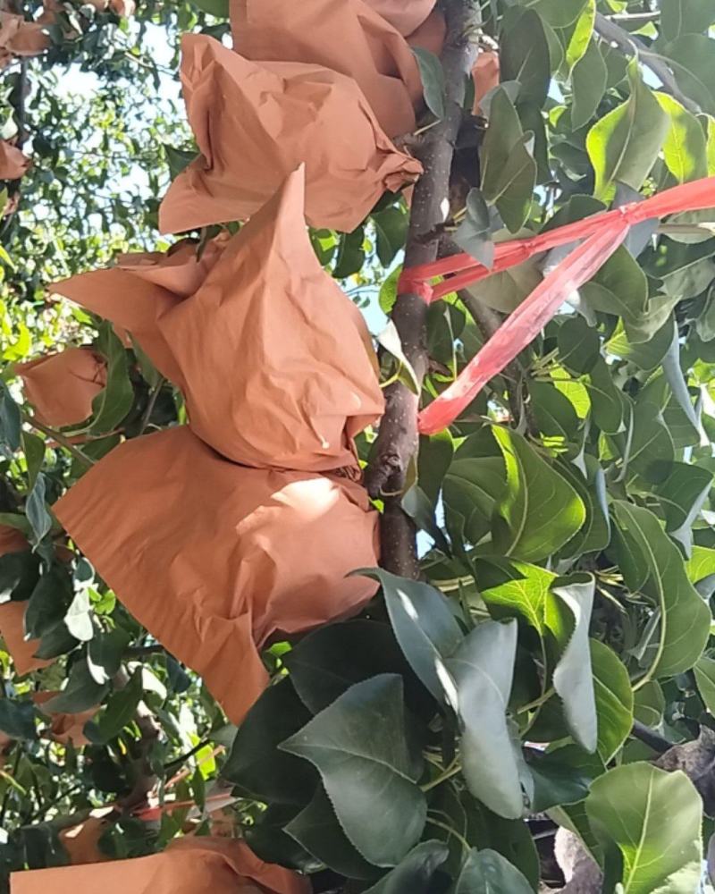 秋月梨
