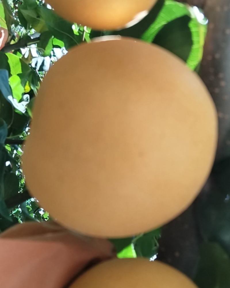 秋月梨