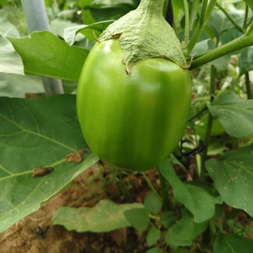 青茄