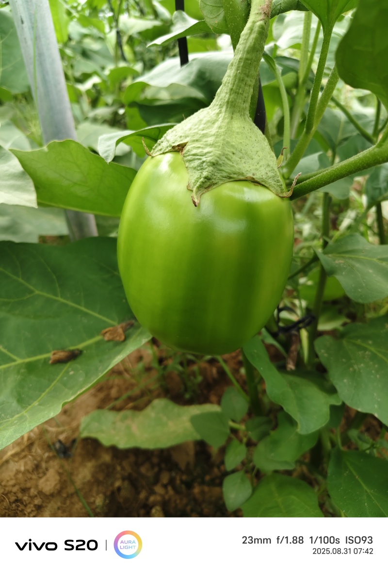 青茄
