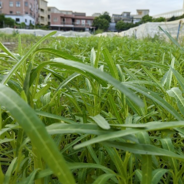 生态种植空心菜