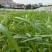 生态种植空心菜