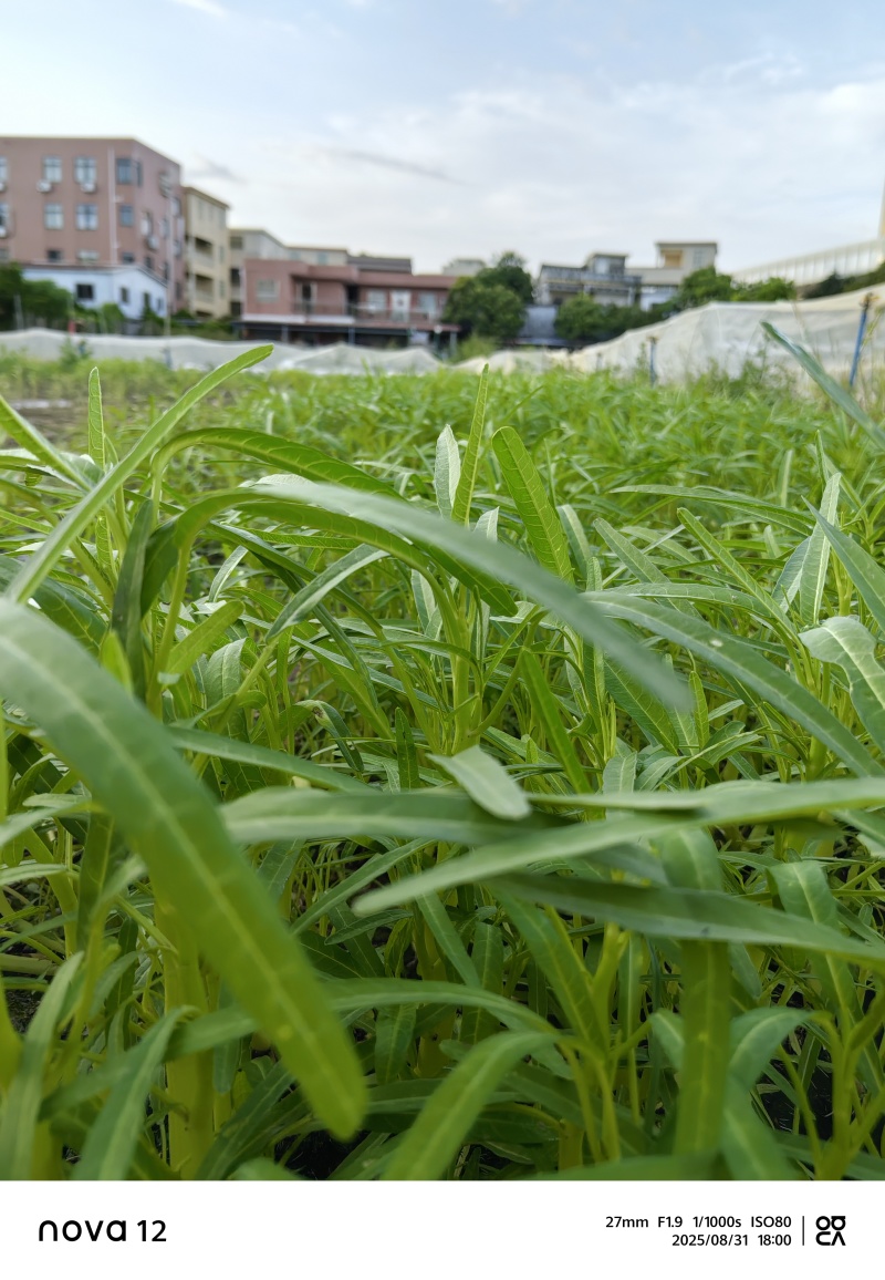 生态种植空心菜