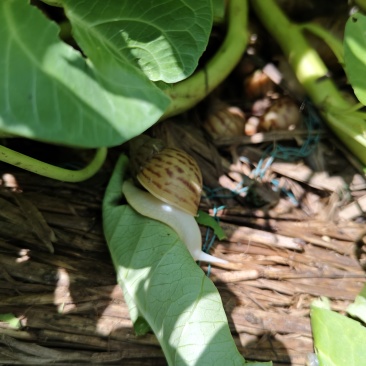 白玉蜗牛