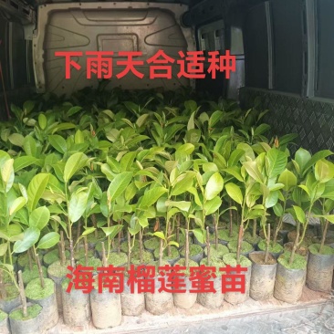 海南榴莲蜜苗大量有货大叶黄，大丁红，海红1号