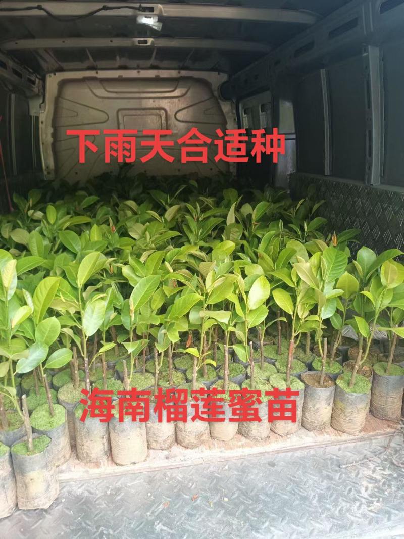 海南榴莲蜜苗大量有货大叶黄，大丁红，海红1号